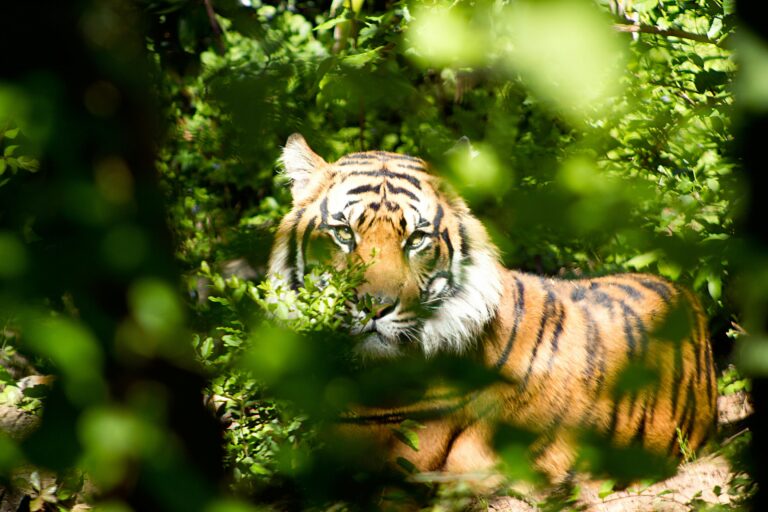 A captivating image of a tiger surrounded by the dense greenery of a jungle, showcasing its vivid stripes and intense gaze.